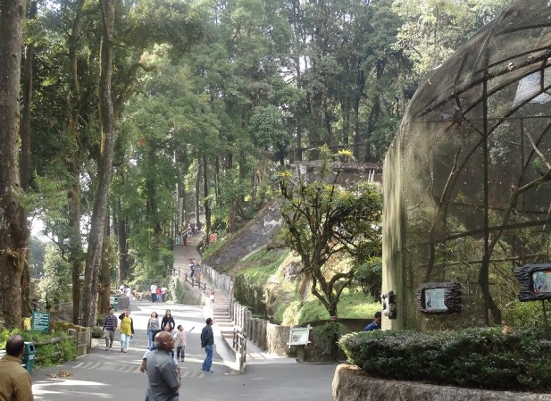 Padmaja-Naidu-Himalayan-Zoological-Park_Darjeeling-旅游景点